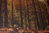 Tło fotograficzne Winylowe160 x 300 SUPER JAKOŚĆ JESIEŃ LAS